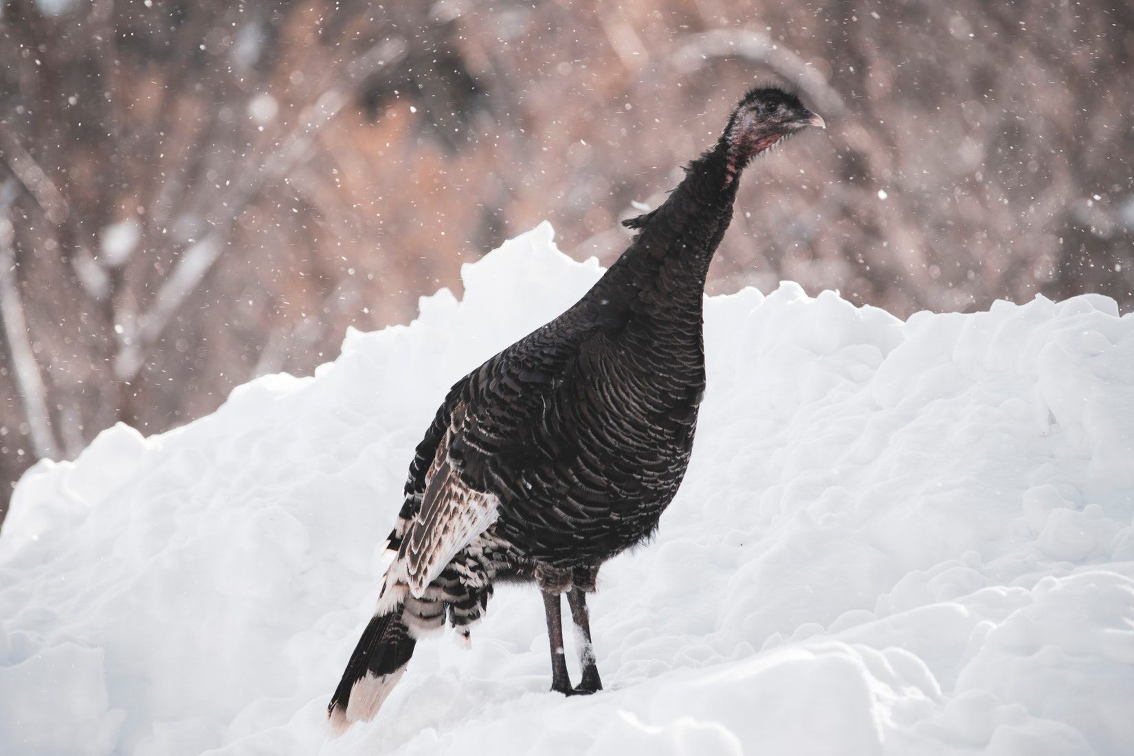 Where Does the Term Cold Turkey Come From?